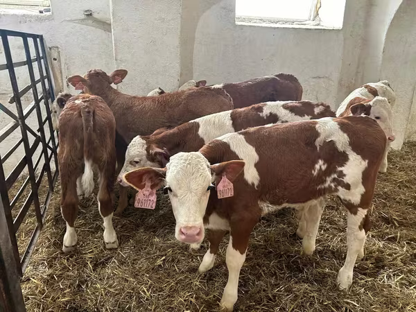 Buğa, Simmental cattle
