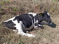 Bovinos (lote, sexo não especificado), Bovinos — foto 2