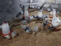 Chickens — الصورة 4