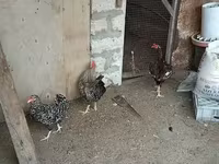 Chickens — photo 8