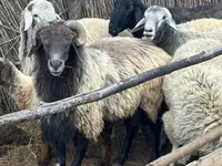 Qoç, Karakul sheep — foto 1