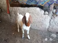 Billy Goat, Boer goat — photo 1