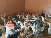 Chickens — photo 8