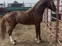 Horse (M), Arabian horse — photo 1