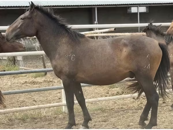 At, Mugalzhar horse