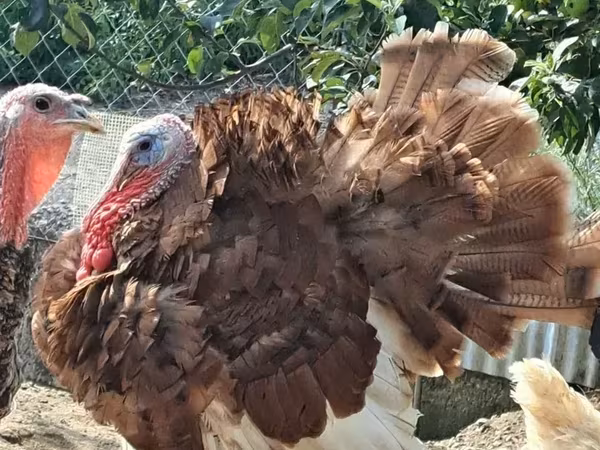Turkeys — أرمينيا