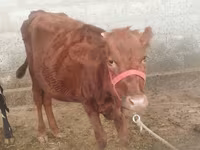 Krowa, Red Estonian cattle — zdjęcie 2