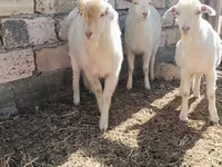 Billy Goat, Goats — photo 5