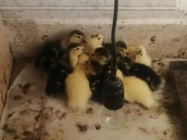 Ducks