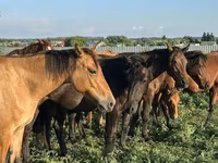 At, Bashkir horse — foto 3
