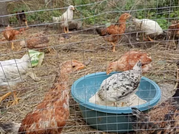Chickens — Armenia