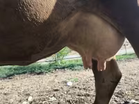 Krowa, Rasa alatauska — zdjęcie 1