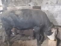 Bulle, Russian Black pied cattle — Foto 5