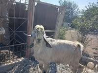 Billy Goat, Damask goat — photo 1