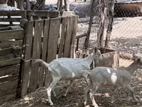 Dişi keçi, Saanen goat — foto 1