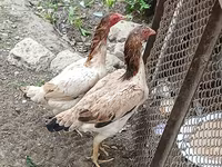 Chickens — Foto 2