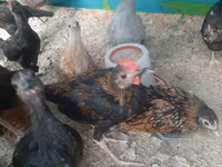 Chickens — photo 4