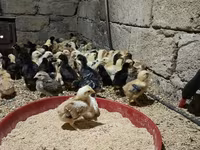 Chickens — photo 3