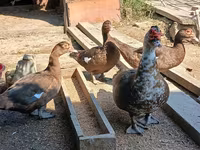 Ducks — الصورة 4