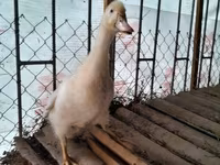 Amerika Pekin — 1-rasm