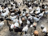 Turkeys — foto 3