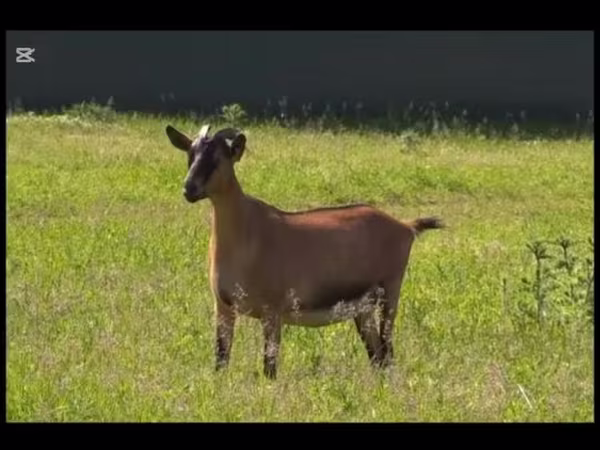 Cabro, Cabras