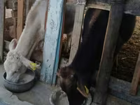 Býk, Swiss cattle — foto 2