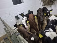 Býk, Russian Black pied cattle — foto 2