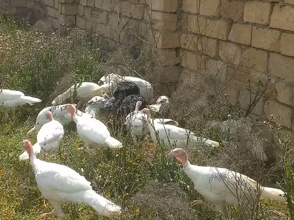 Turkeys — Azərbaycan