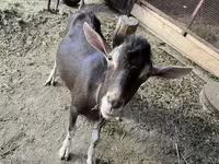 Ziegenbock, Ziegen — Foto 2