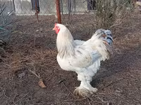 Brahma — foto 2