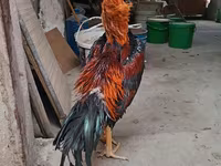 Chickens — photo 6