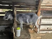 Dişi keçi, Alpine goat — foto 7