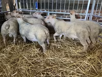 Qoyun, Charollais sheep — foto 1
