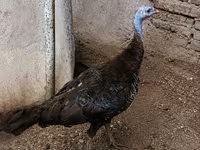 Turkeys — foto 2