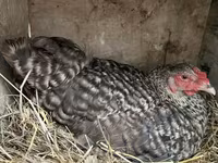 Chickens — फ़ोटो 5