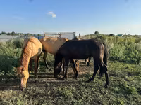 At, Bashkir horse — foto 4