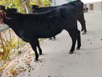 母牛, Limousin cow — 照片 6