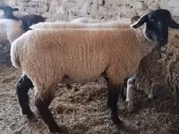 Cabras (lote, sexo não especificado), Cabras — foto 5