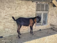 Keçi, Nubian Goat — foto 3