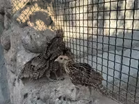 Guinea fowl — Foto 3