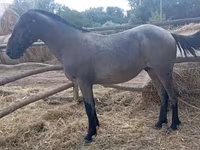 Cavalo, Cavalos — foto 1