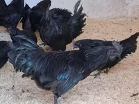 Ayam Cemani — foto 1