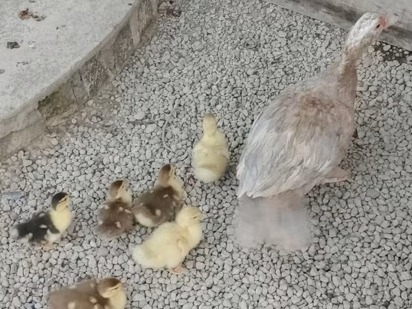 Domestic Muscovy — Azerbaijan