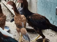 Chickens — photo 4