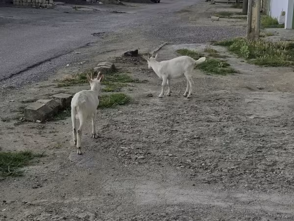 Keçi, Keçilər