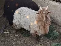 母羊, Racka sheep — 照片 2