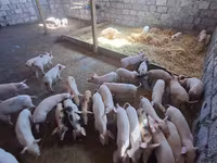 Säue, Schweine — Foto 2