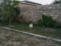 Chickens — photo 7