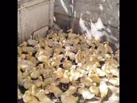 German Pekin — photo 2